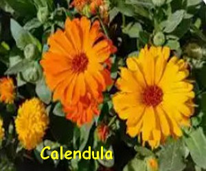 calendula.jpg
