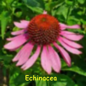 echinacea.jpg