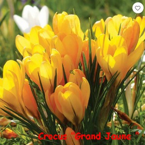 CROCUS_GRAND_JAUNE.jpg