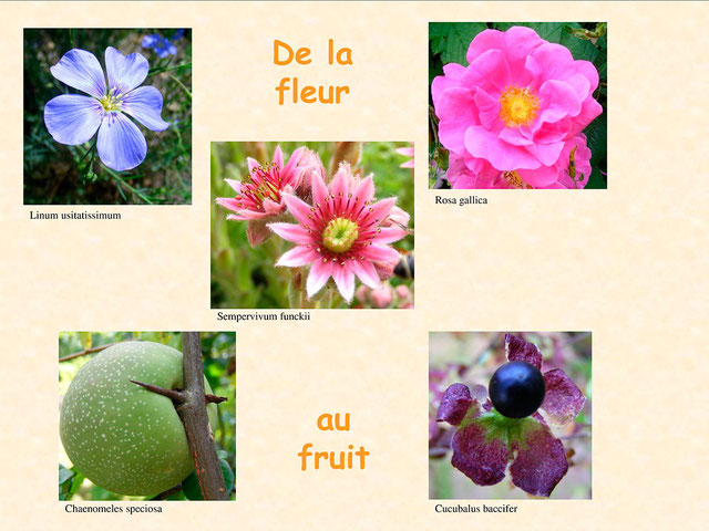 de_la_fleur_au_fruit.jpg