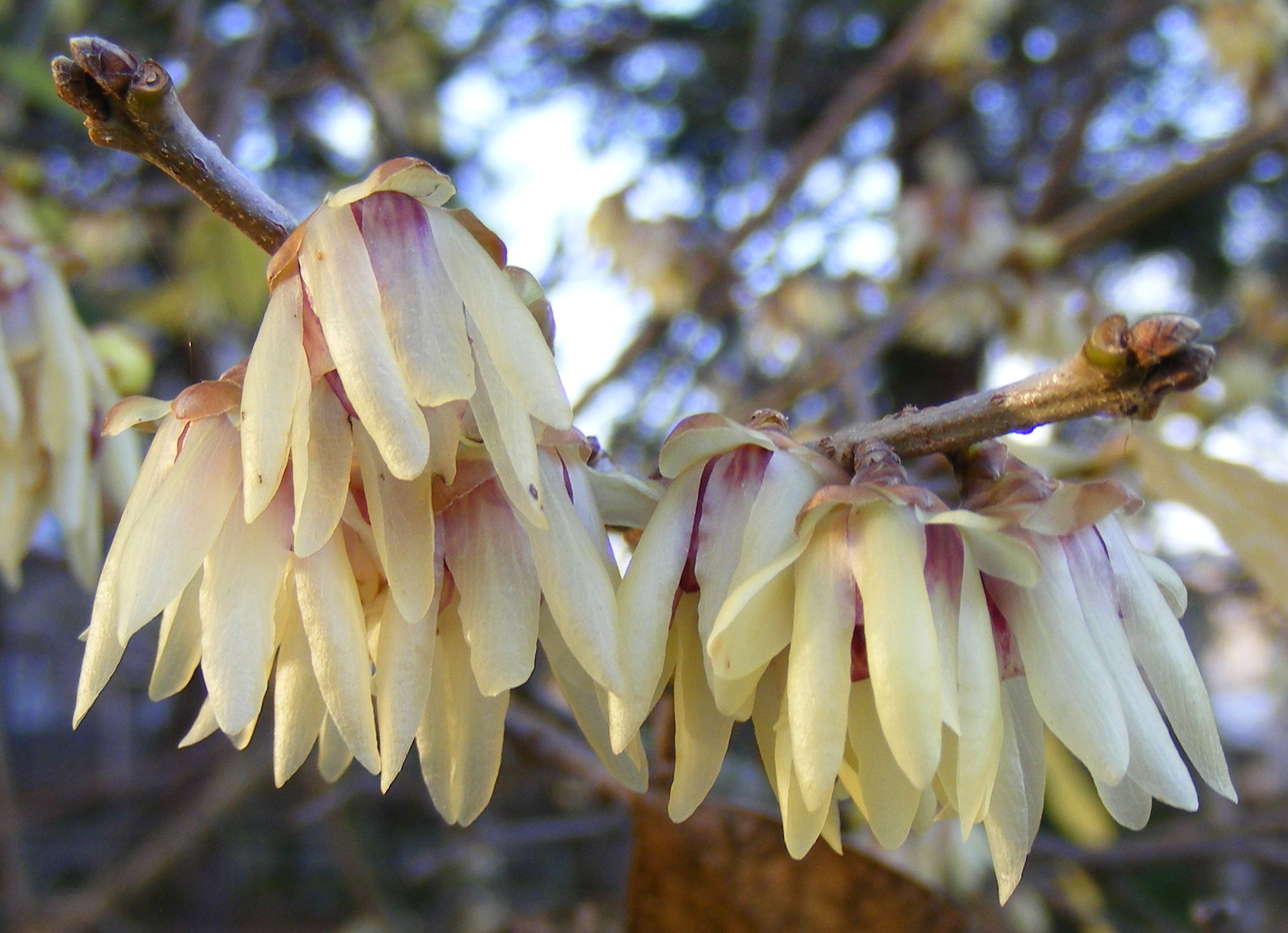 1_Chimonanthus_praecox.jpg
