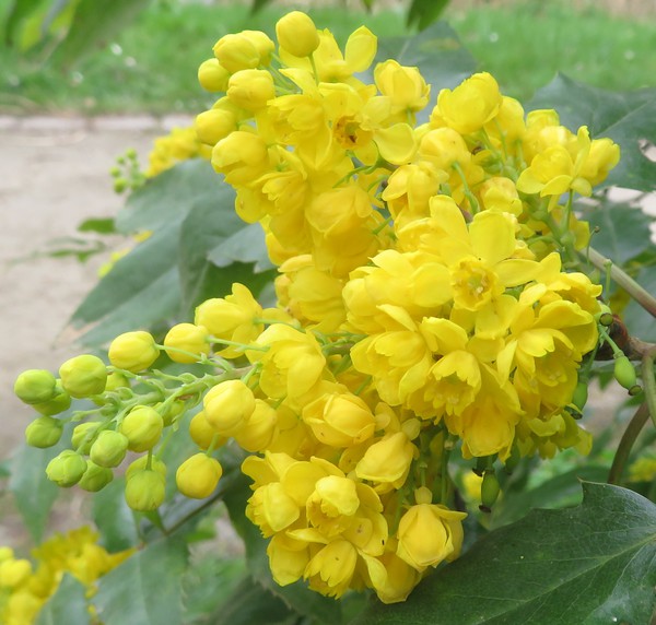 Mahonia_japonica.jpg
