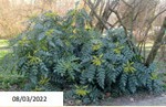 berberis_1.jpg