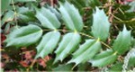 berberis_3.jpg