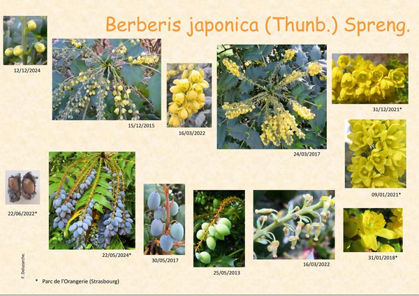 berberis_japonica_Mahonia_japonica1.jpg