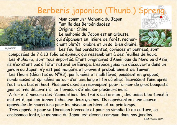berberis_japonica_Mahonia_japonica_2.jpg
