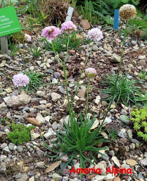 Armeria_alpina_2.jpg