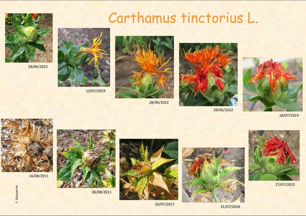 Carthamus_tinctorius_1.jpg