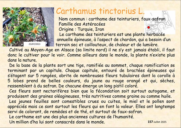 Carthamus_tinctorius_2.jpg