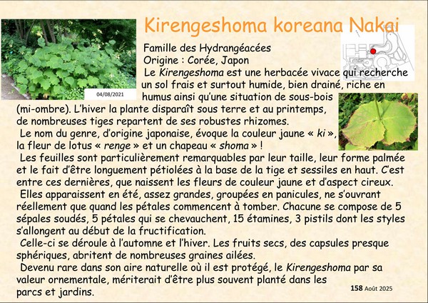 Kirengeshoma_korean_1.jpg
