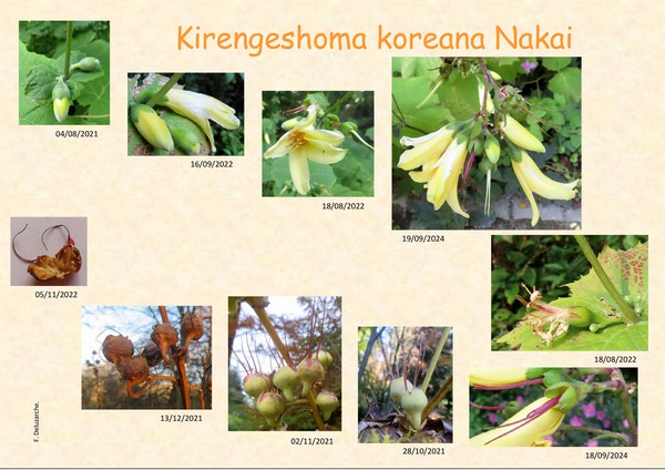 Kirengeshoma_koreana_0.jpg