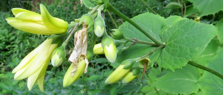 Kirengeshoma_koreana_7.jpg