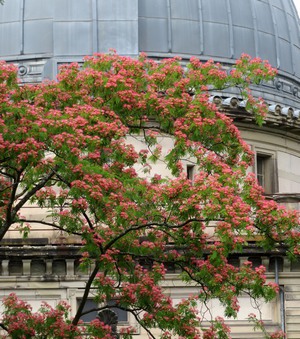 Albizia_julibrissin-1.jpg