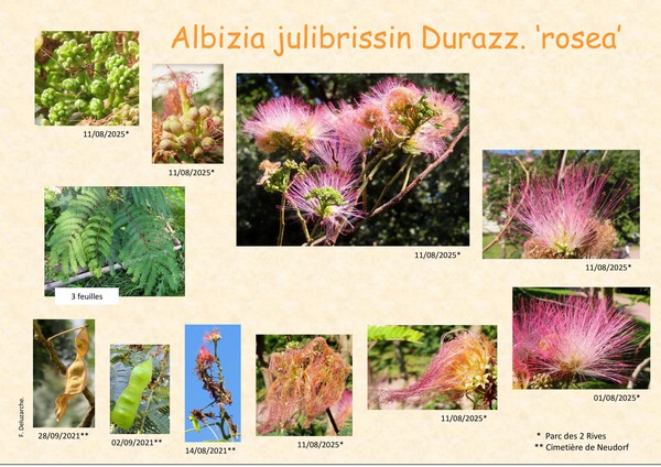 Albizia_julibrissin-2.jpg