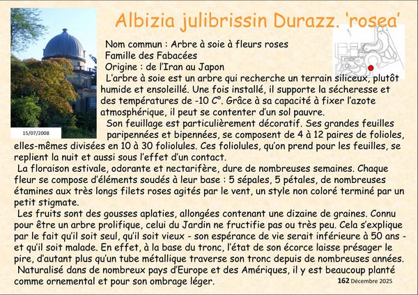 Albizia_julibrissin-3.jpg