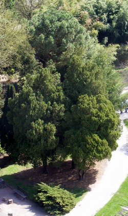 Thuja_orientali_0.jpg