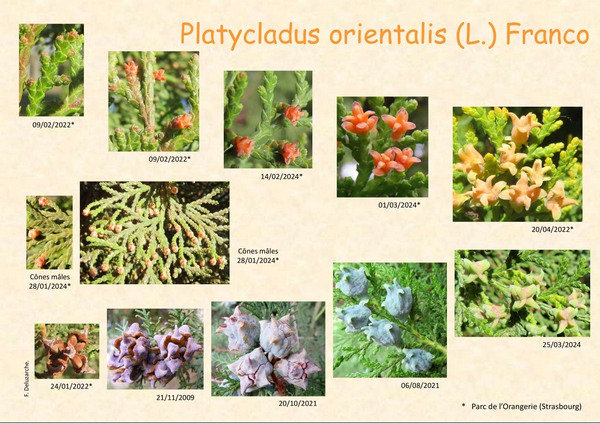Thuja_orientalis_3.jpg