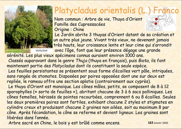 Thuja_orientalis_4.jpg