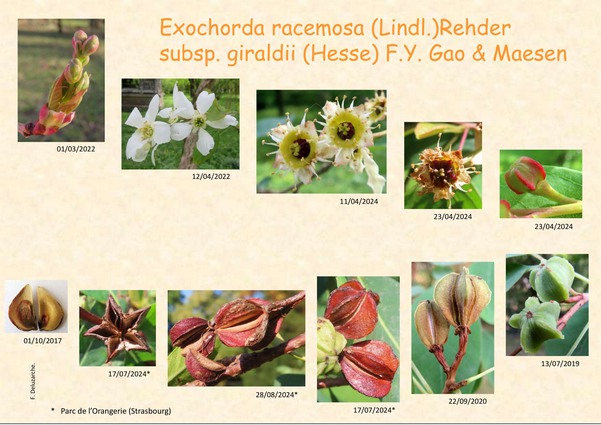 Exochorda_racemosa-images-0.jpg