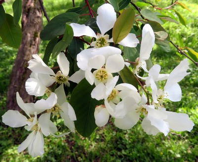 Exochorda_racemosa.jpg