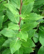 PLATYCODON_GRANDIFLORUS_03.jpg