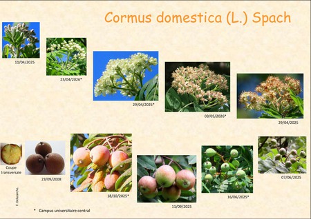 CORMUS_DOMESTICA_5.jpg