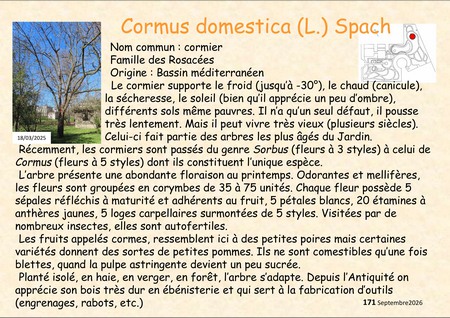 CORMUS_DOMESTICA_6.jpg