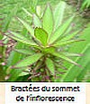 EUCOMIS_COMOSA_4.jpg