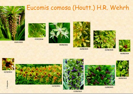 Eucomis_comosa_5.jpg