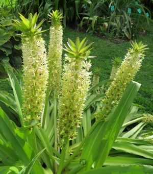 Eucomis_comosa_7.jpg
