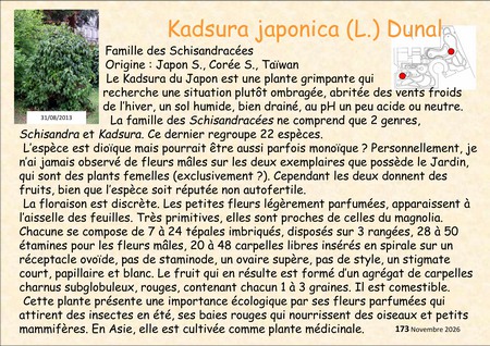 Kardsura_japonica_05.jpg