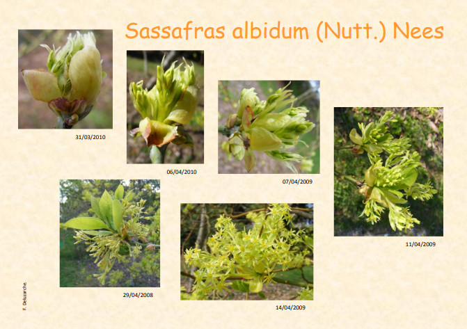 fleur_au_fruit_dec_2012_1.jpg