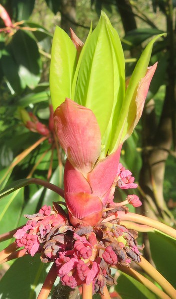 Daphniphyllum_macropodum.jpg