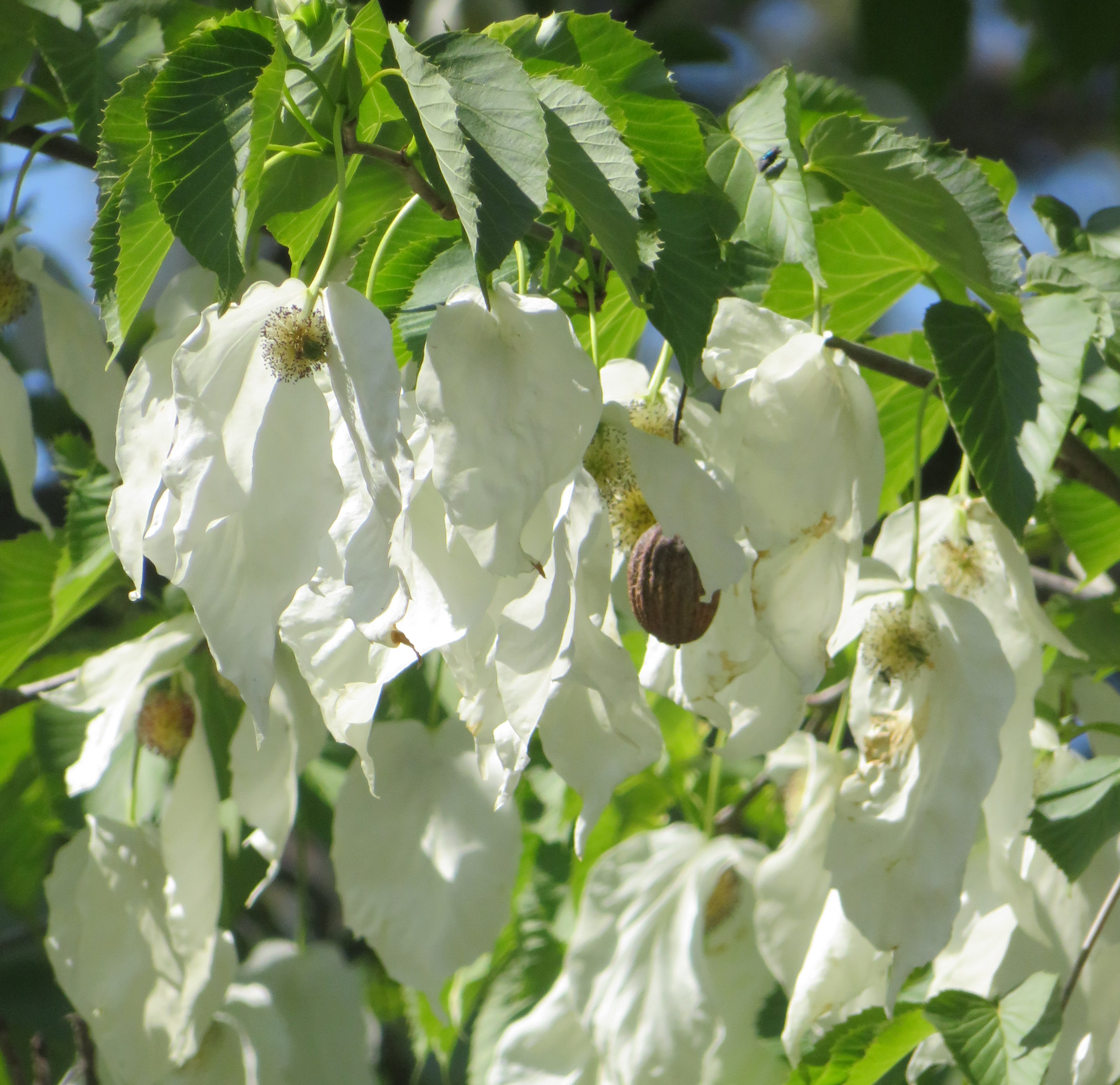 20_Davidia_involucrata_v7b.jpg