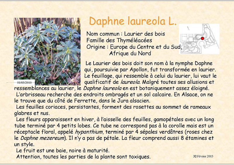 Daphne_laureola_2.jpg