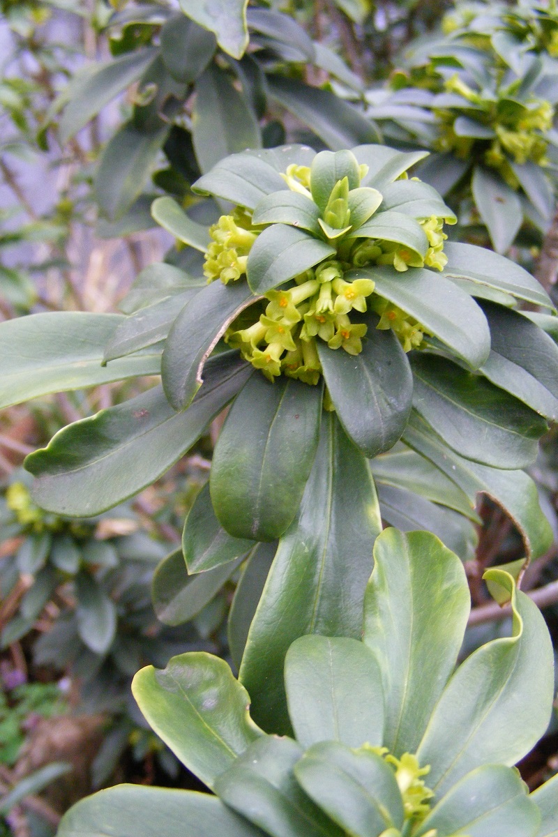 Daphne_laureola_3.jpg