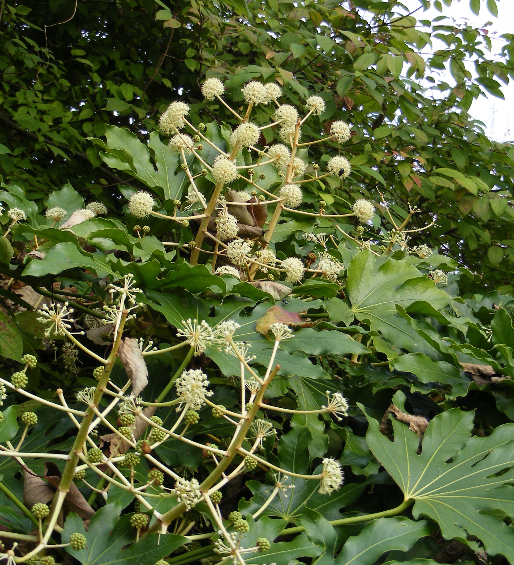 Fatsia_japonica.jpg