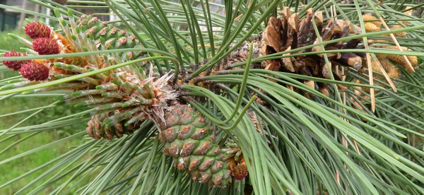 Pinus_nigra.jpg