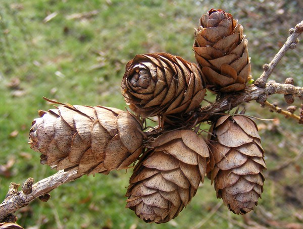 Larix_x_pendula.jpg