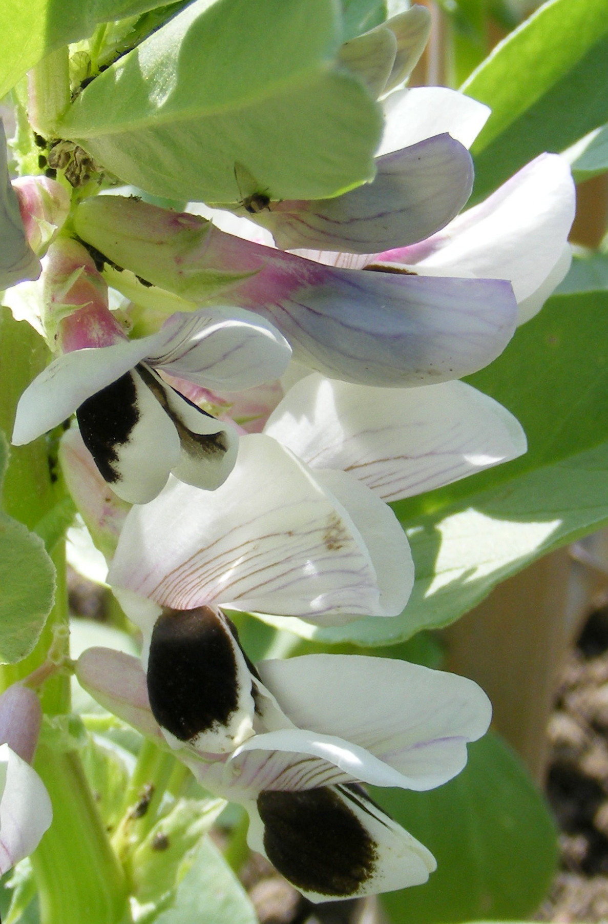 Vicia_faba_7.jpg