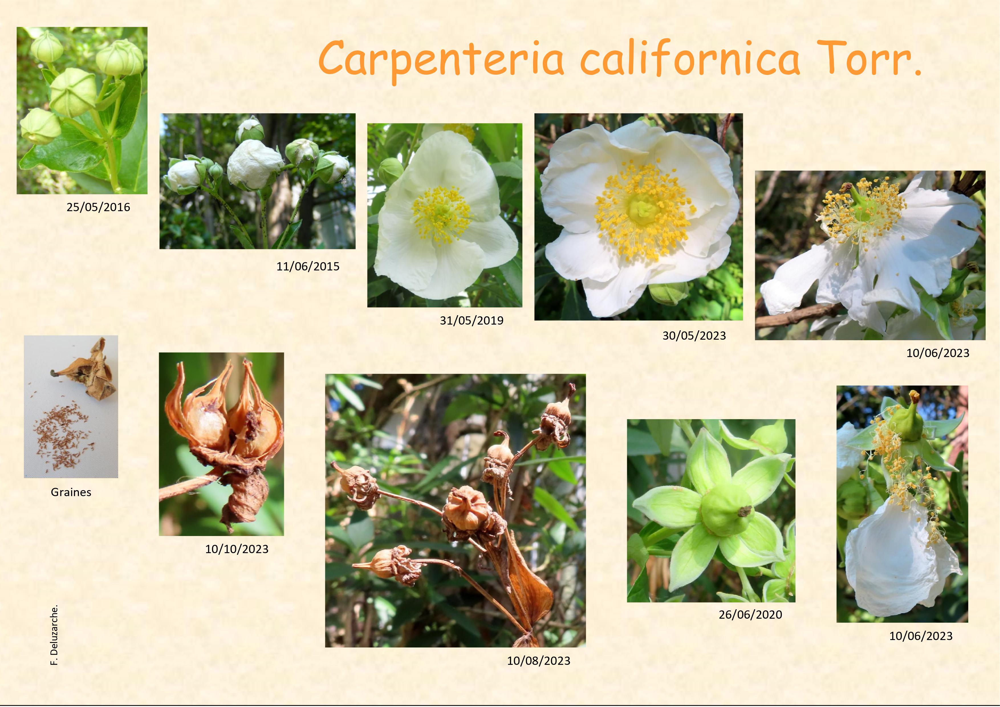 Carpenteria_californica_0.jpg