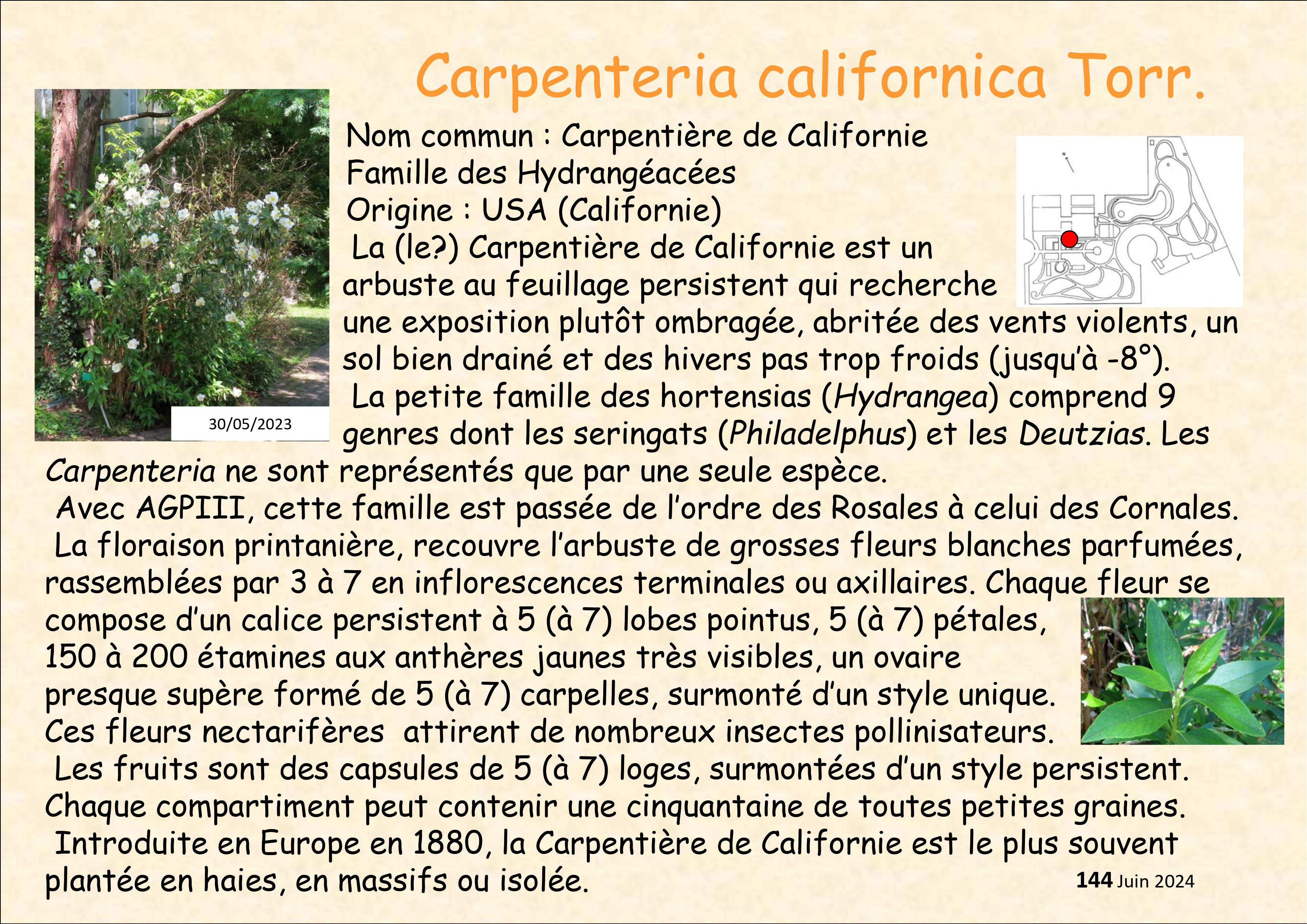 Carpenteria_californica_1.jpg