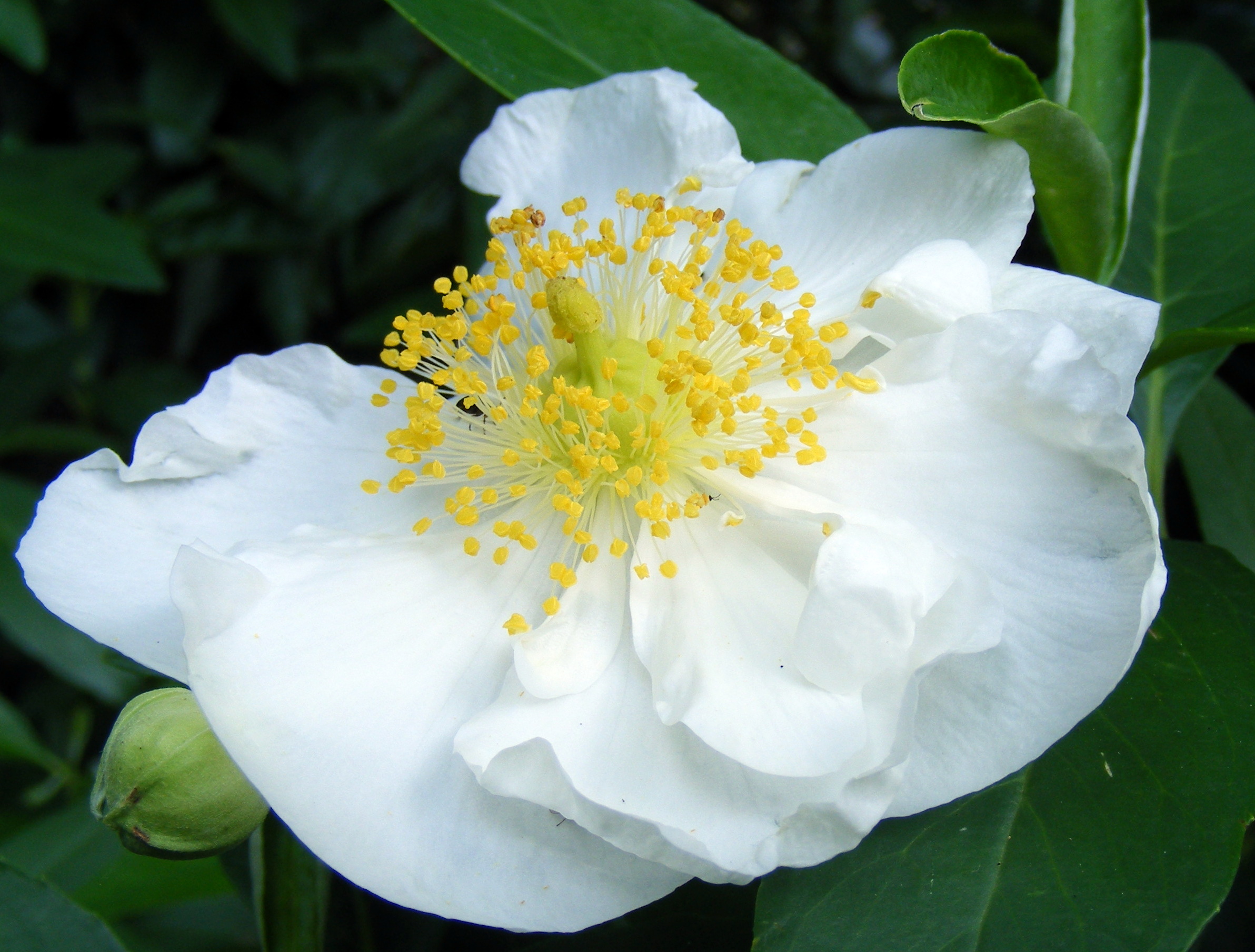 Carpenteria_californica_24.jpg