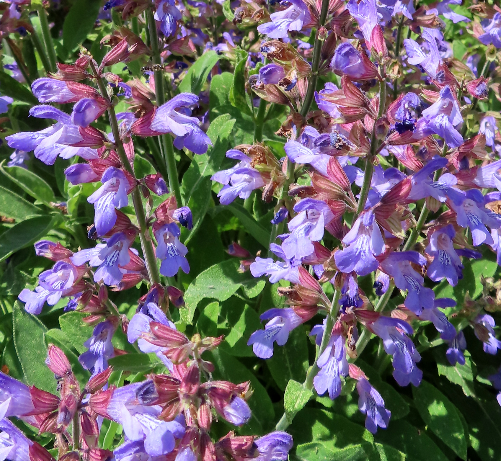 Salvia_officinalis.JPG