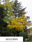 ginkgo_biloba_1.jpg