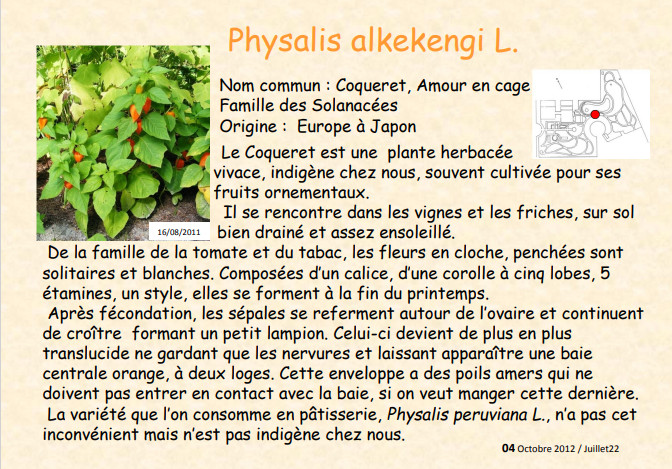 fleur_fruit_octobre_2012.jpg
