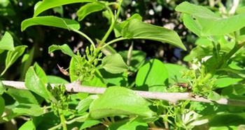 Rhamnus_cathartica_0.JPG
