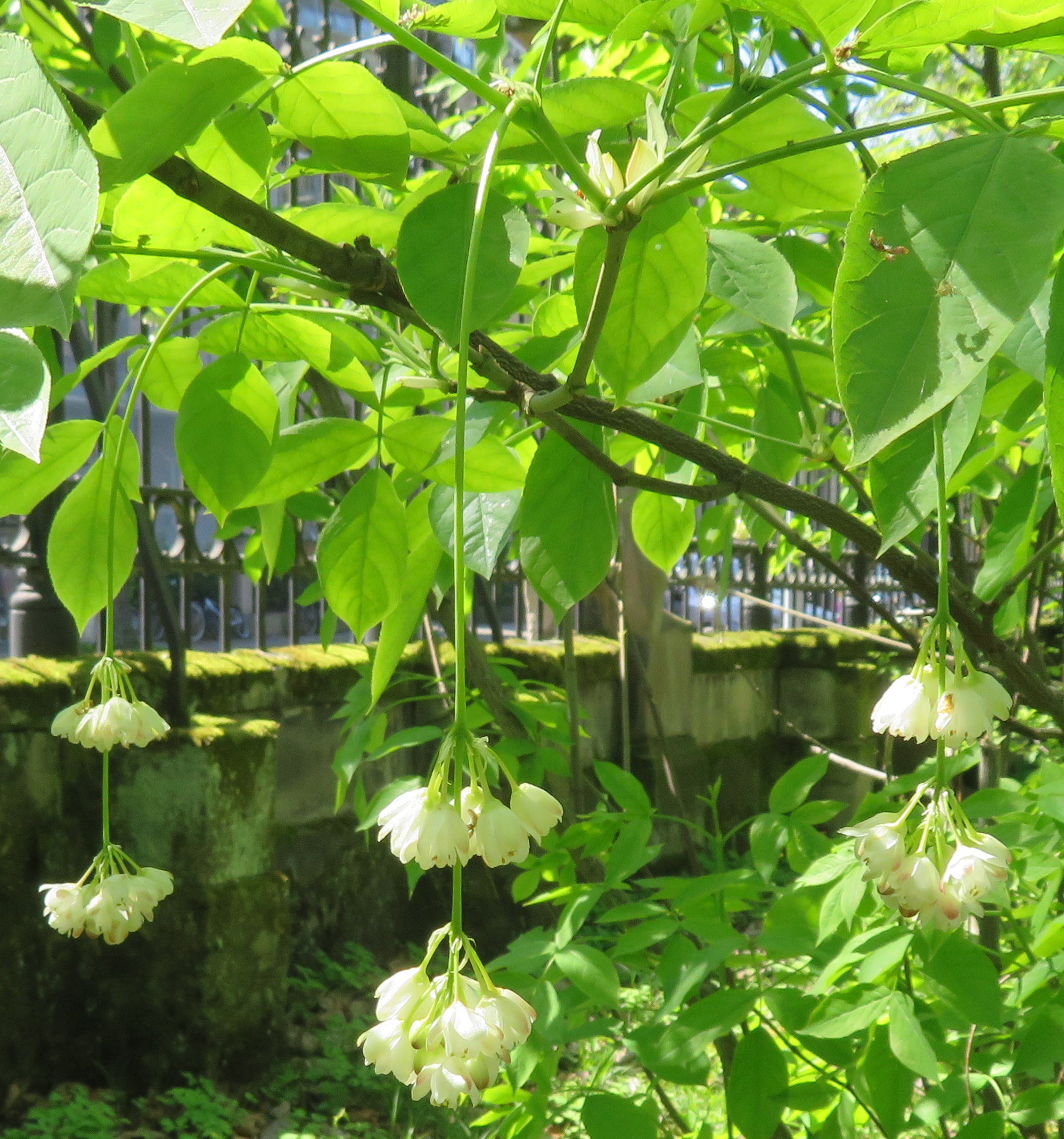 Staphylea_pinnata.jpg