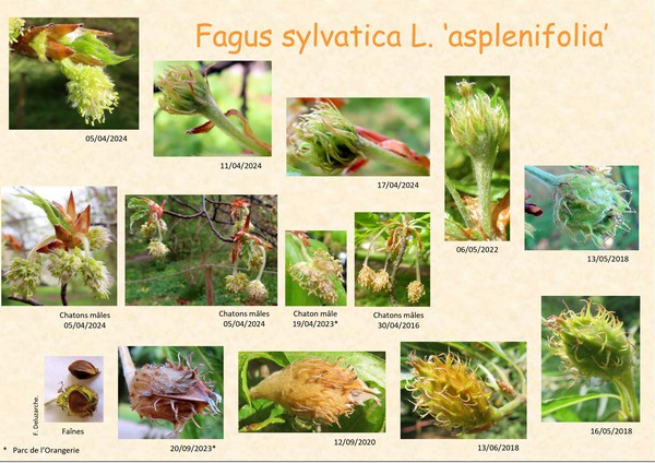 Fagus__sylvatica_1.jpg