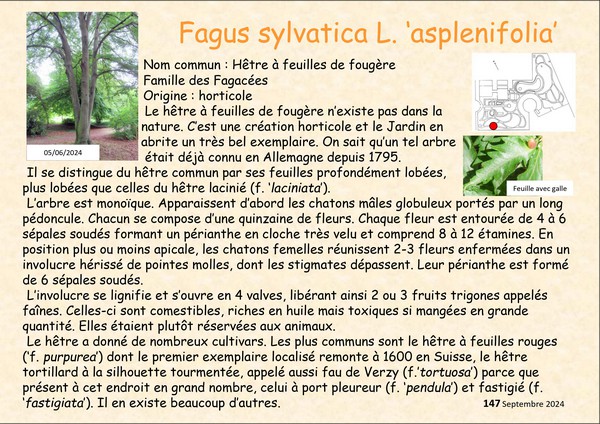 Fagus_sylvatica_2.jpg